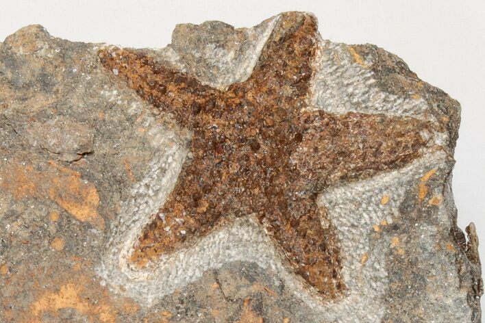 1.5" Ordovician Starfish (Petraster?) Fossil - Morocco